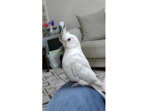 3 aylık albino sultan papağanı insan canlısı ele kola gelir