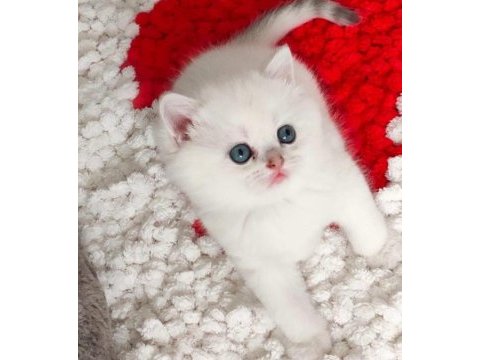 British shorthair / dişi