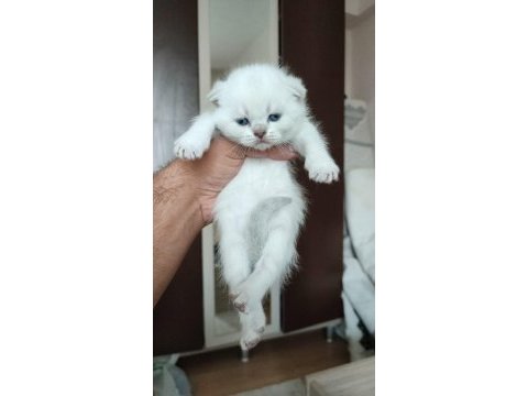 Scottish fold minnaklar