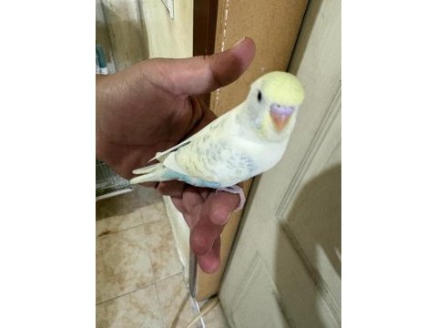 29 günlük konuşturmalık erkek bebek muhabbet kuşu
