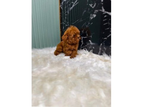 Maltipoo yavrular sizi bekliyor