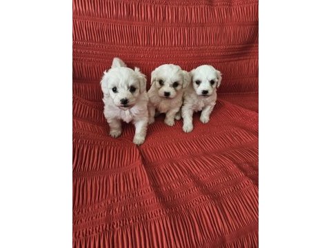 Terrier maltese bebekler