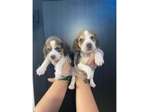 Beagle yavrularımız