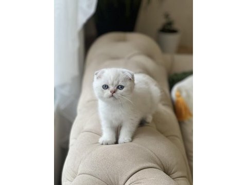 Ayı surat scottish fold yavrum