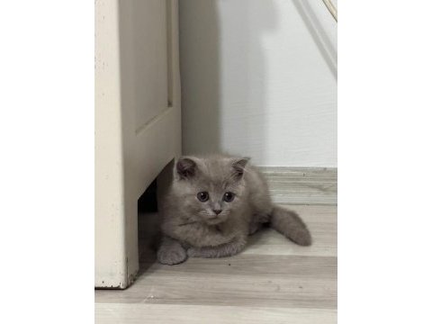 Lilac dişi british bebeğimiz