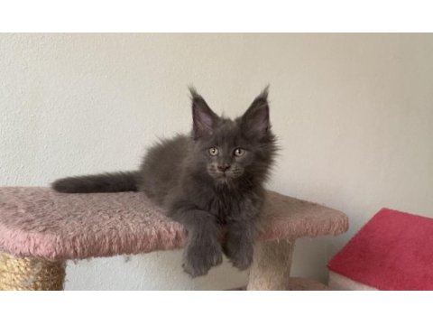 Xxxl küçük vaşak polydactly erkek xxxl maine coon