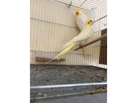Yavrusu alınmış garantili lutino takım sultan papağanı