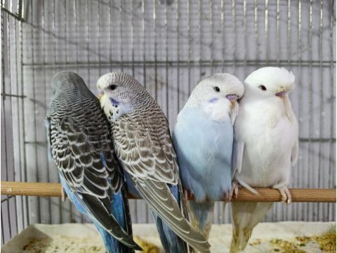 Alıştırmalık jumbo muhabbet kuşu yavrular