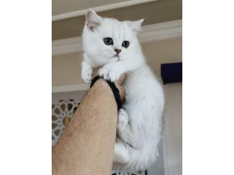 Scottish straight shorthair bs12 dişi