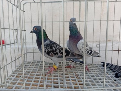 Sahiplendirme güvercinlerim