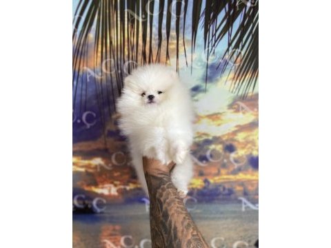 Irk sağlık garantili pomeranian