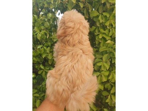 A kalite maltipoo yavru