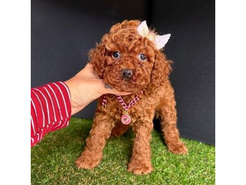 Sevimli toy poodle yavrularımız