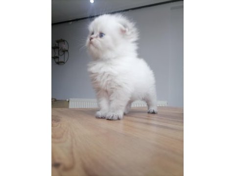 Scottish fold hanımefendiye yeni yuva arıyoruz