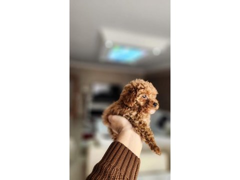 2 aylık aşıları tam 2.5 kilo garantili micro poodle