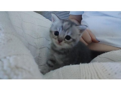 Yeni doğan scottish fold bebekler