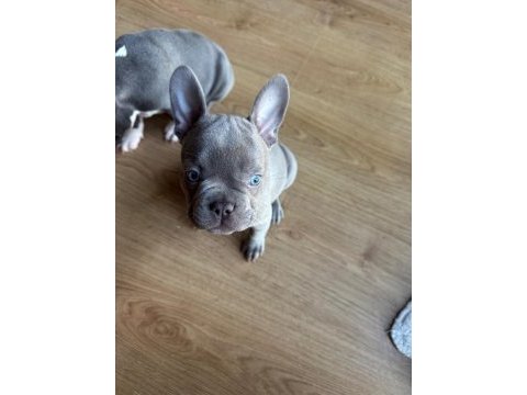 French bulldog blue dişi