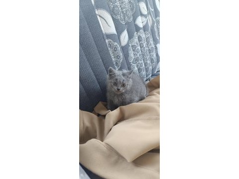 2 aylık 4 tane yavru british shorthair