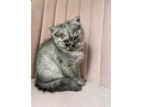 Safkan british longhair