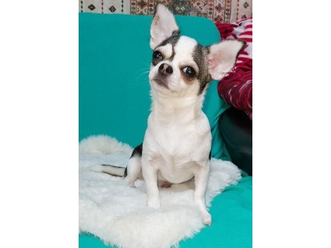 6 aylık chihuahua erkekler