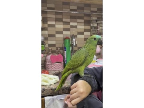 2021 kapalı bilezikli blue fronted amazon papağanı