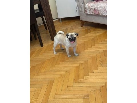 Pug yavrularımız