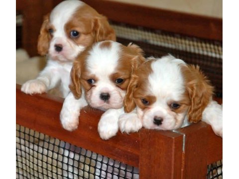 Birbirinden güzel cavalier kig charles bebekler