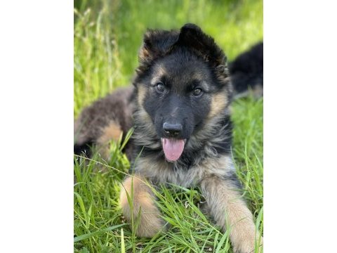 Alman kurdu köpeğimiz