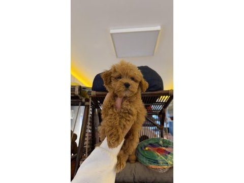 Red brown aşılı kore maltipoo wc pet eğitimli