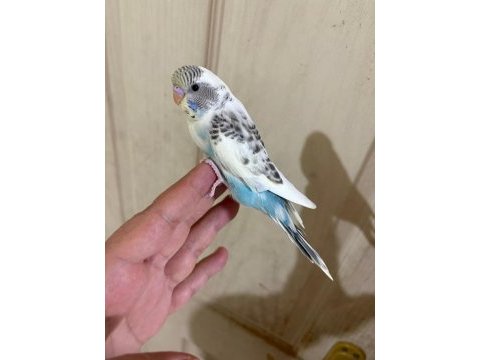 31 günlük renk güzeli bebek kuşumuz