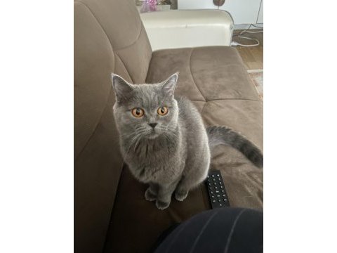 British shorthair 1,5 yaşında dişi