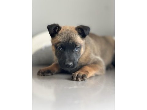 Safkan ve şecereli orjinal a kalite malinois yavruları