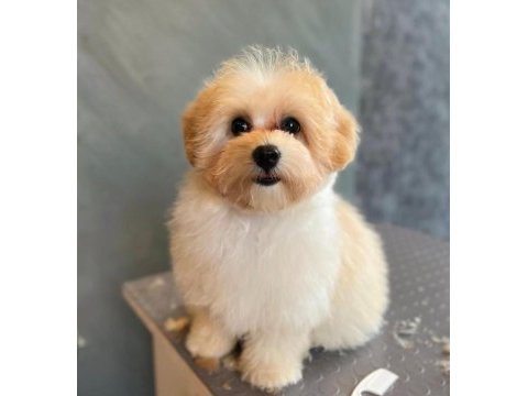 Orjinal maltipoo yavrularımız
