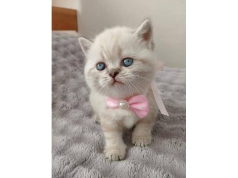 Mavi gözlü blue point british shorthair yavrular