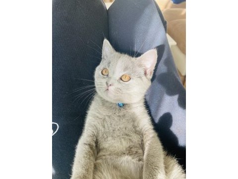 Sahiplendirme british shorthair