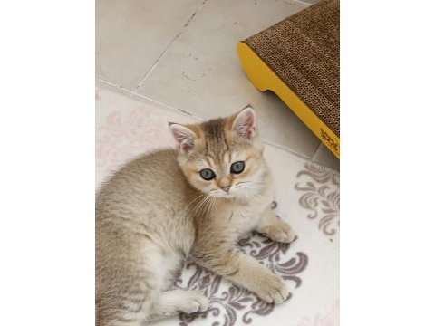 British shorthair ny 11 golden