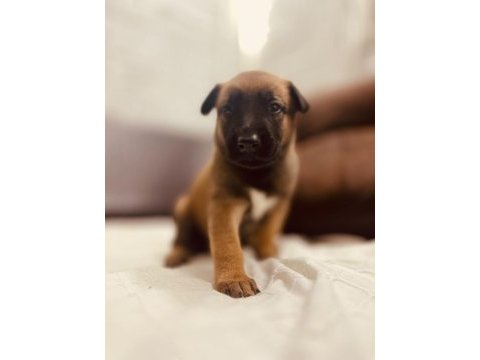 Malinois yavrular