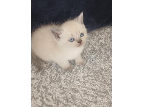 33 günlük british shorthair yavrularımız