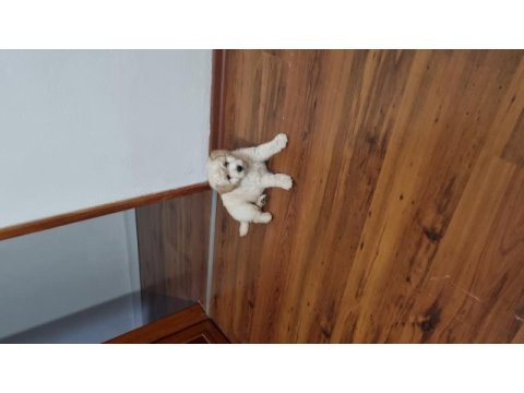 Oyun delisi maltipoo sahiplendiriyorum