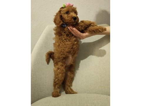 Üst kalite maltipoo yavrum uygun verilecek