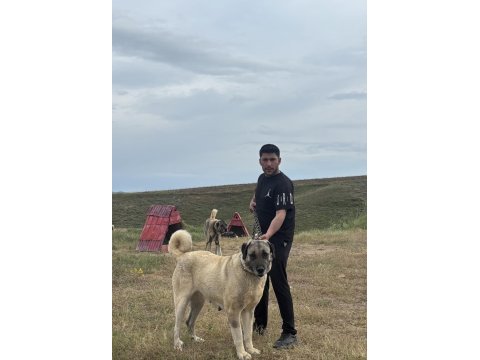Orijinal saf kangal