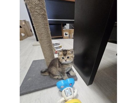 Golden ny 12 british shorthair