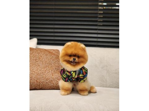 Dünyadaki en iyi pomeranian