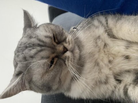 British shorthair kedim