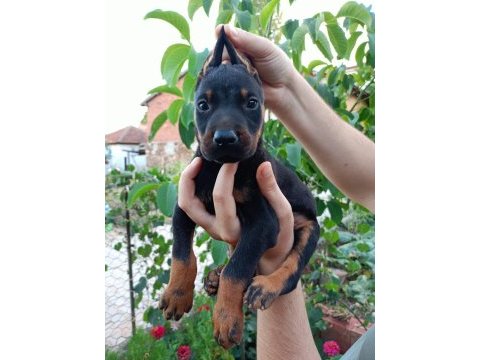 Siyah dişi erkek doberman
