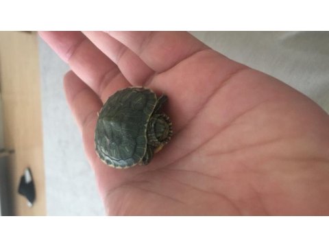 Singapur kaplumbağa evinizin yeni dostu