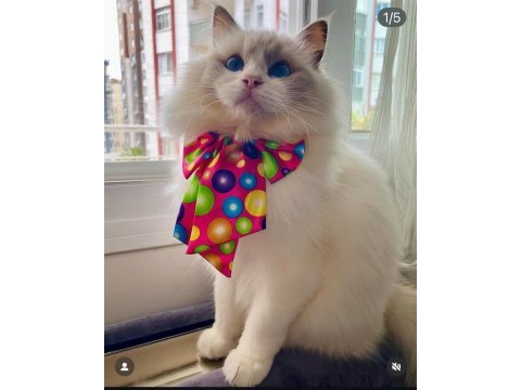 Ragdoll bebeklerimiz