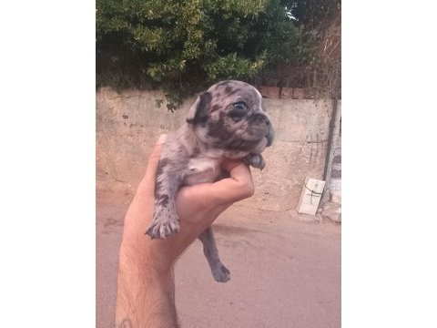 Irk güzeli bulunmayacak muhteşem french bulldog yavrular