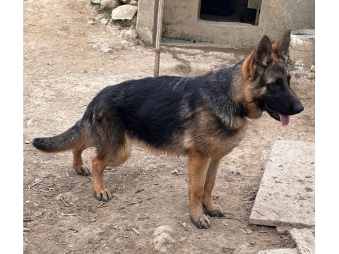 Safkan düşük bel alman çoban köpeği