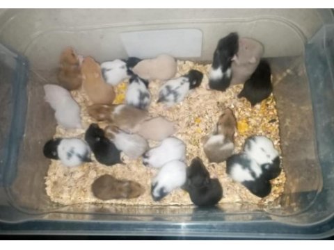 Hamster yavrular bursa